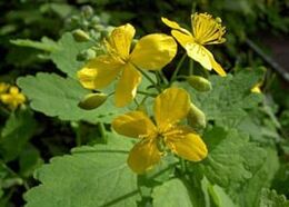 Celandine is the most effective plant to get rid of warts
